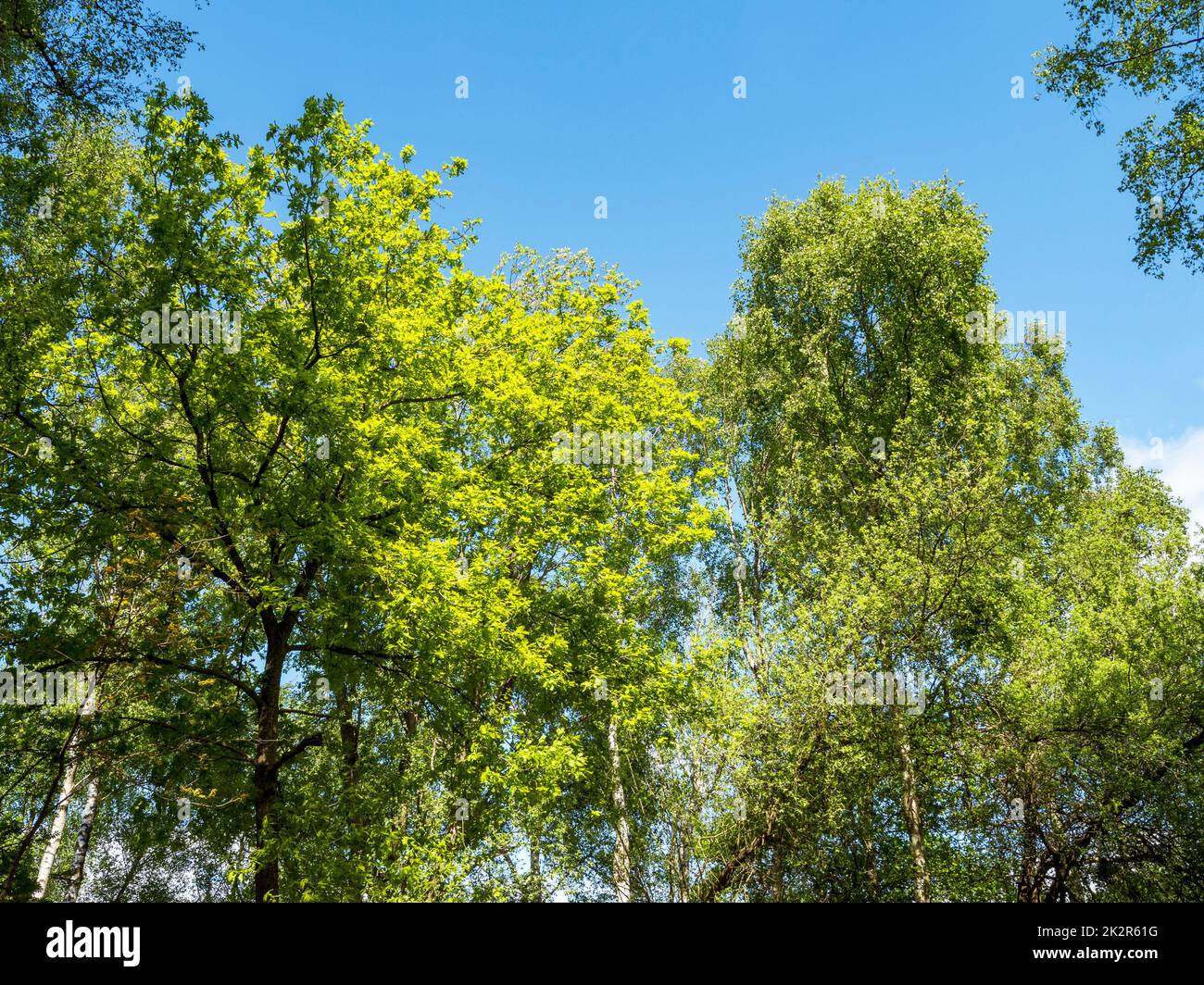 Fogliame verde fresco e un cielo blu nei boschi in primavera Foto Stock