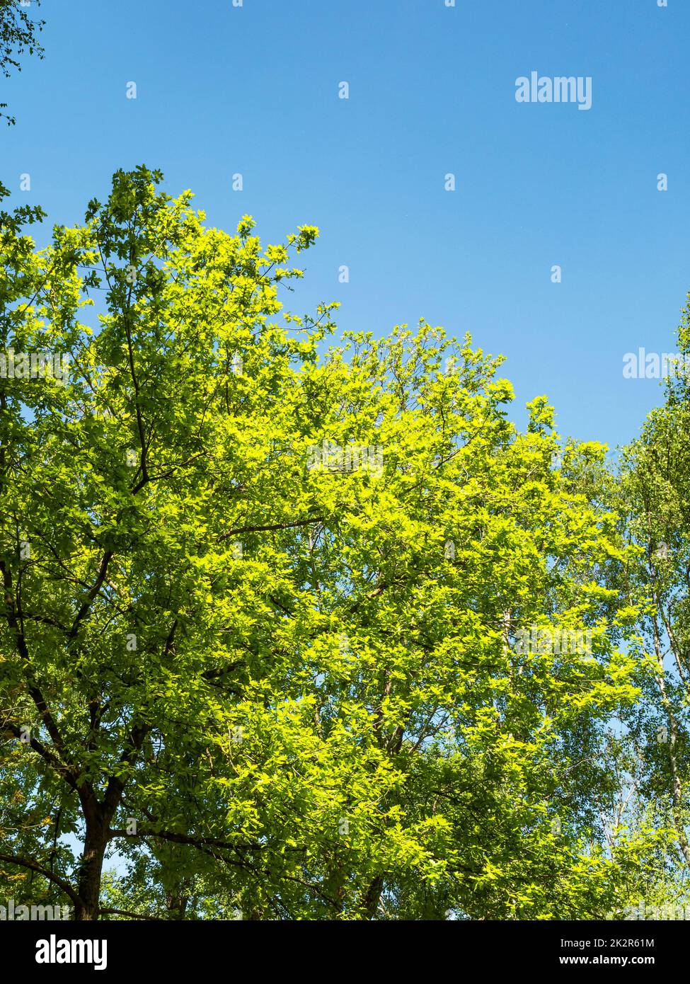 Fogliame verde fresco e un cielo blu nei boschi in primavera Foto Stock