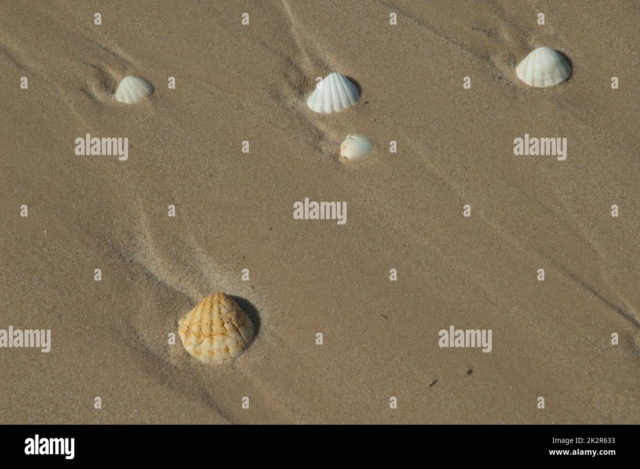 Conchiglie di molluschi bivalvi sulla sabbia di una spiaggia. Foto Stock