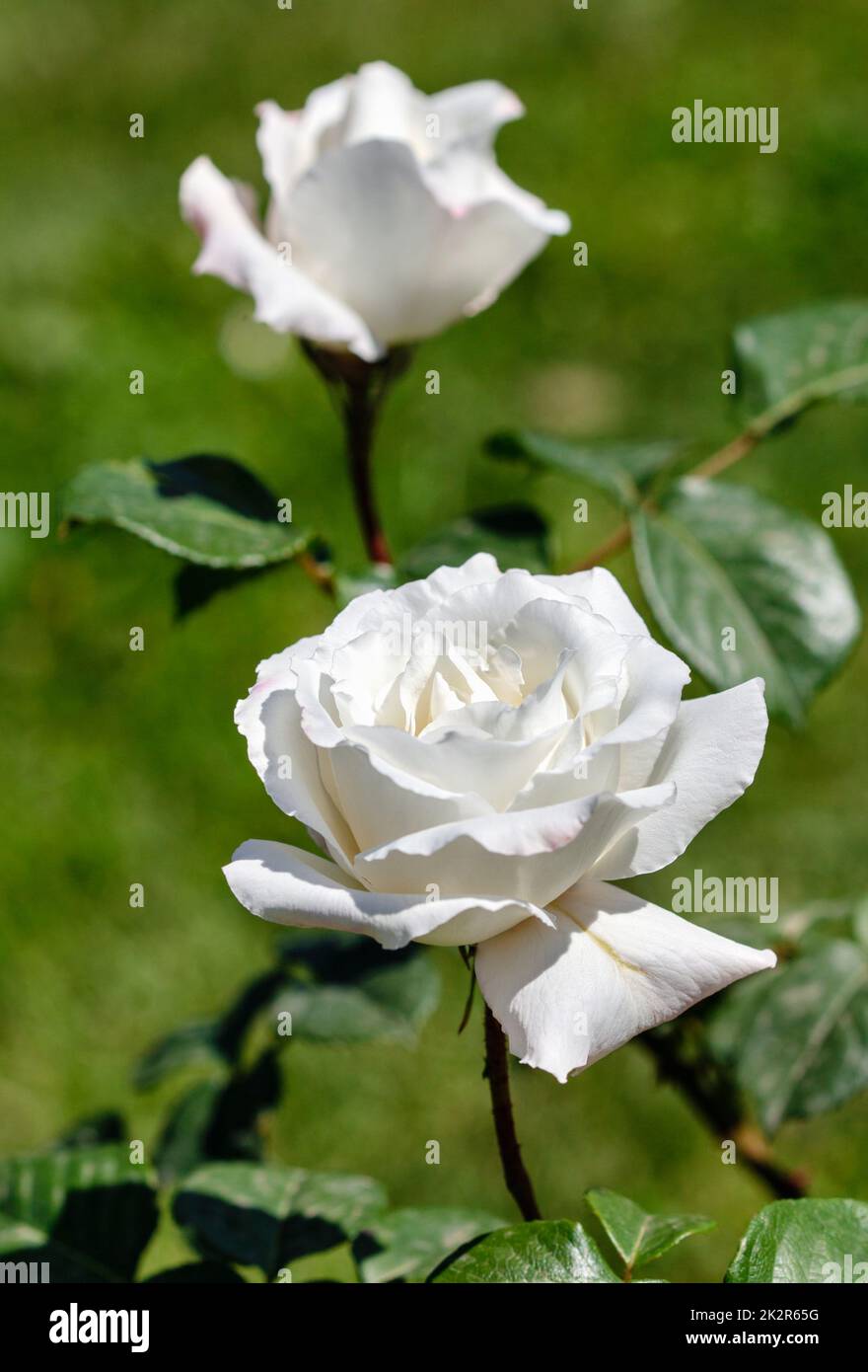 Bella rosa bianca su un cespuglio nel giardino. Foto Stock