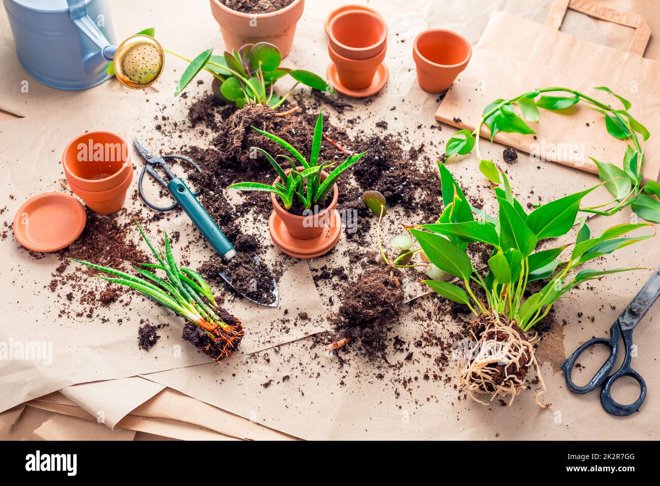 Propagazione delle piante e reimpianto casa pianta concetto con vasi da fiori, terreno e attrezzi di giardinaggio Foto Stock