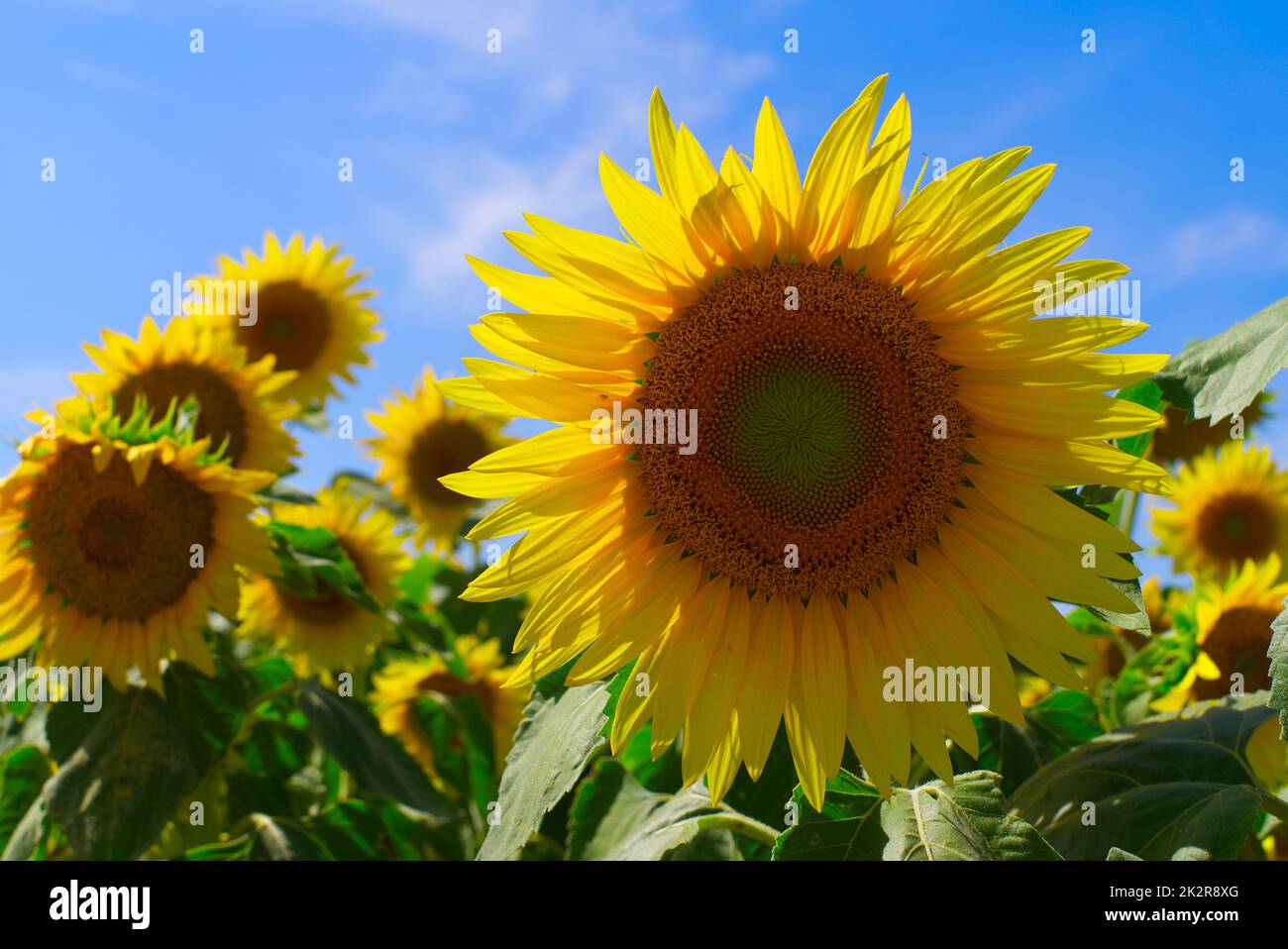 Girasole giallo singolo contro un campo agricolo Foto Stock