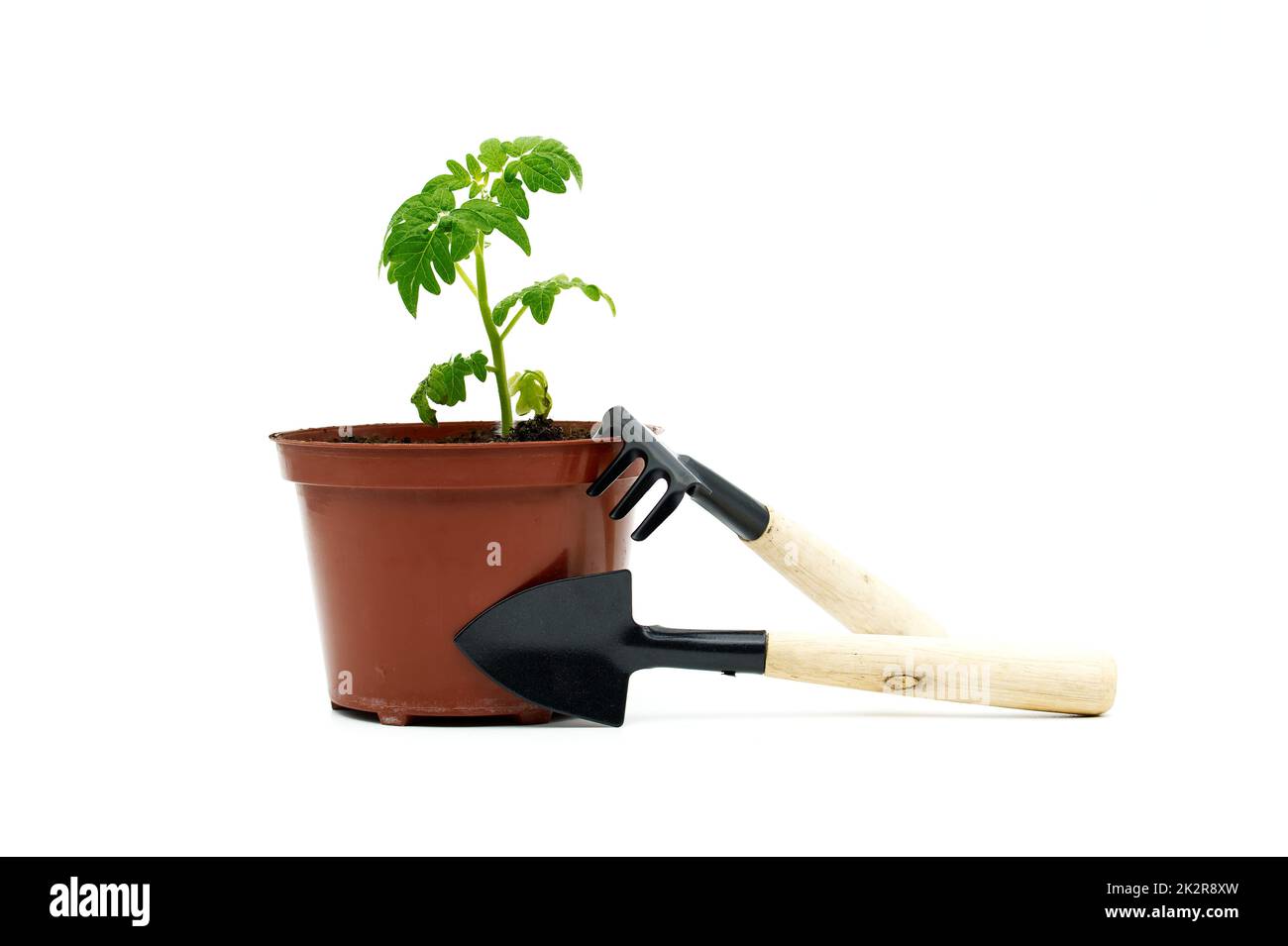 Piantina di pomodoro in pentola vicino al kit di cura delle piante di casa Foto Stock