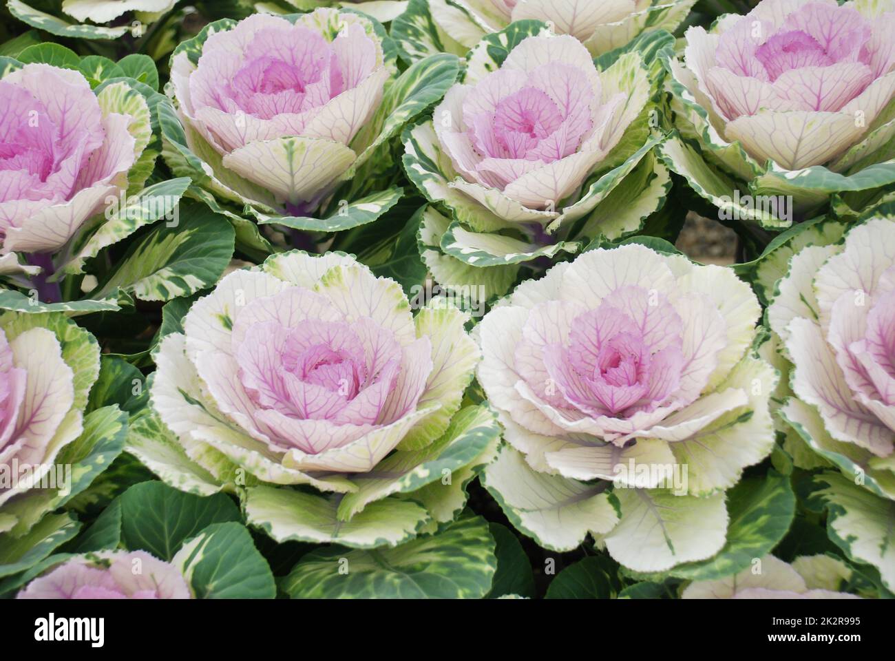 Cavolo ornamentale in giardino botanico, fiori e piante, ambiente Foto Stock