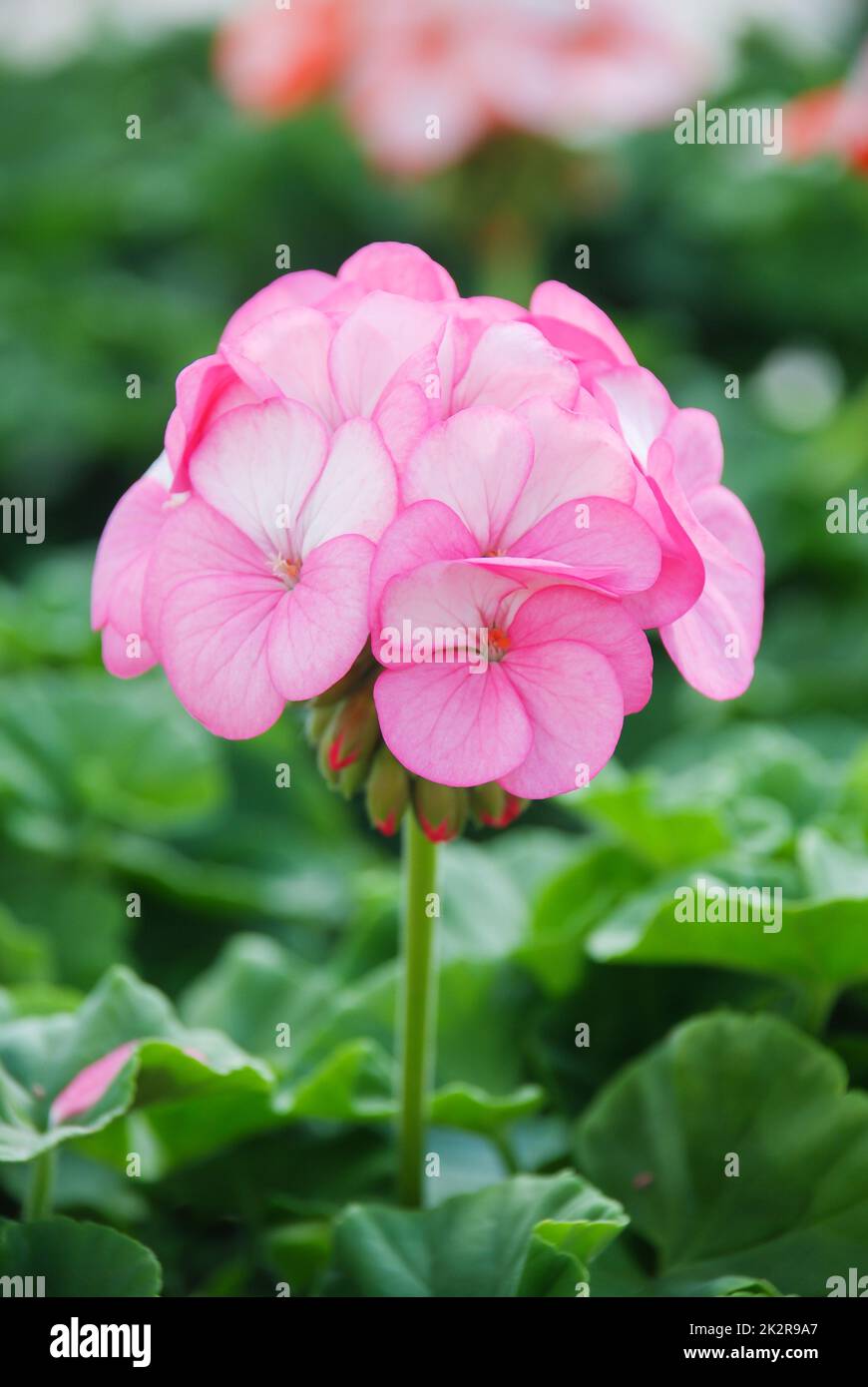 Pelargonium - Fiori di geranio che mostrano il loro bel dettaglio petalo nel giardino Foto Stock