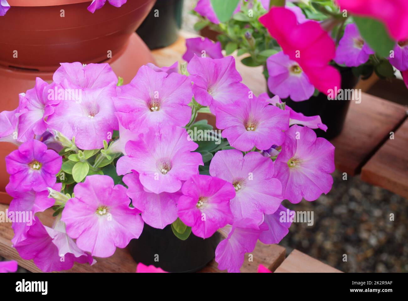 Petunia, Petunias nel vassoio, Petunia nel vaso Foto Stock