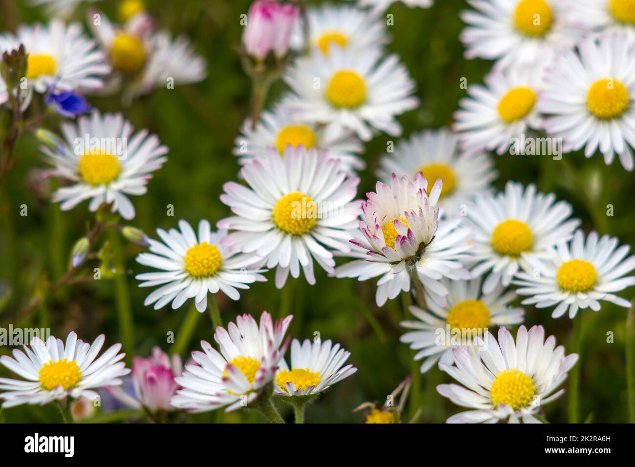 fioritura margherite fiori in giardino Foto Stock