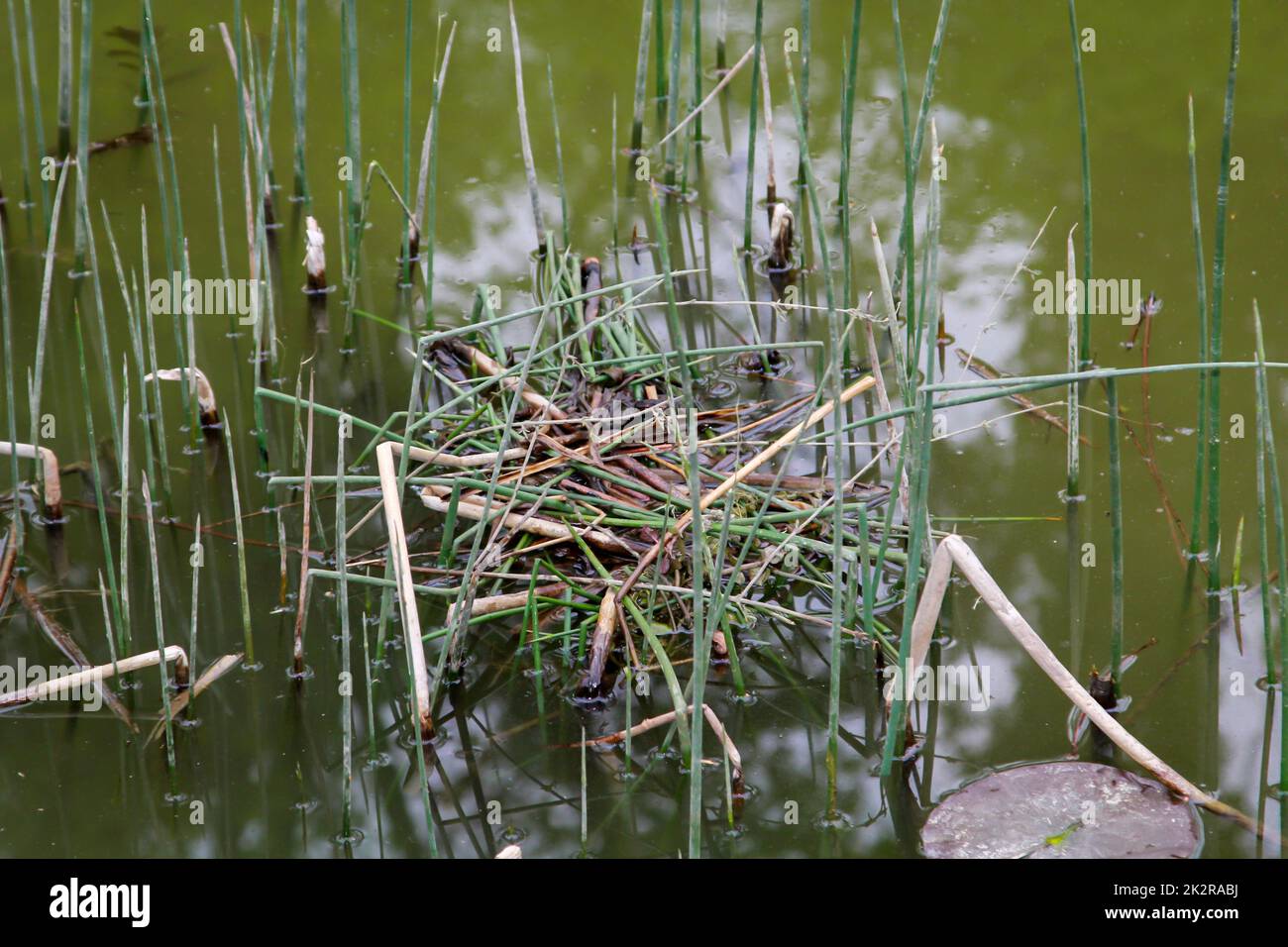 Il nido in costruzione di un moorhen, stagno rail. Foto Stock