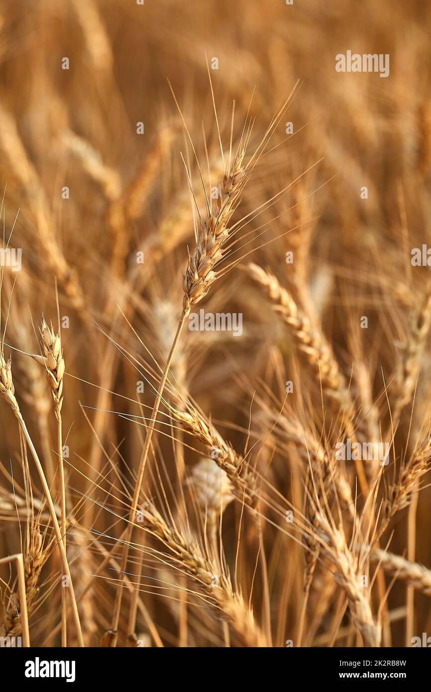 Campo di grano dettaglio Foto Stock