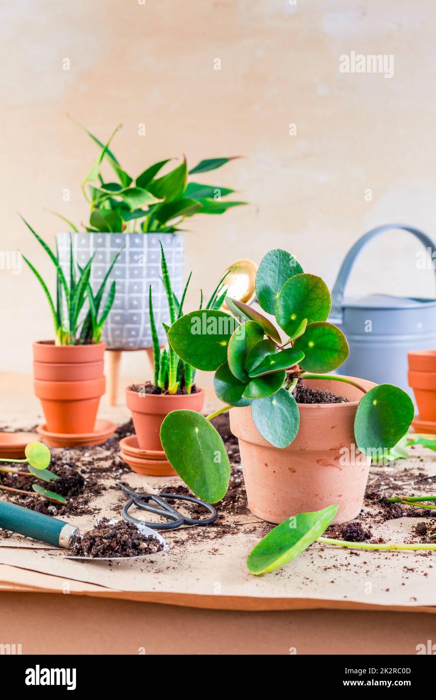 Propagazione delle piante e reimpianto casa pianta concetto con vasi da fiori, terreno e attrezzi di giardinaggio Foto Stock