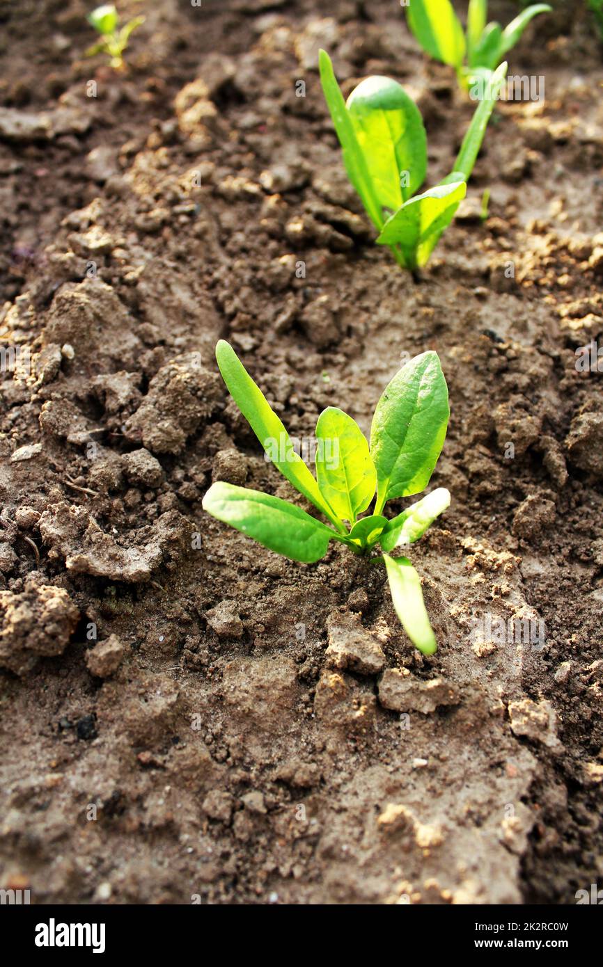 Gli spinaci giovani piantine che crescono in giardino Foto Stock