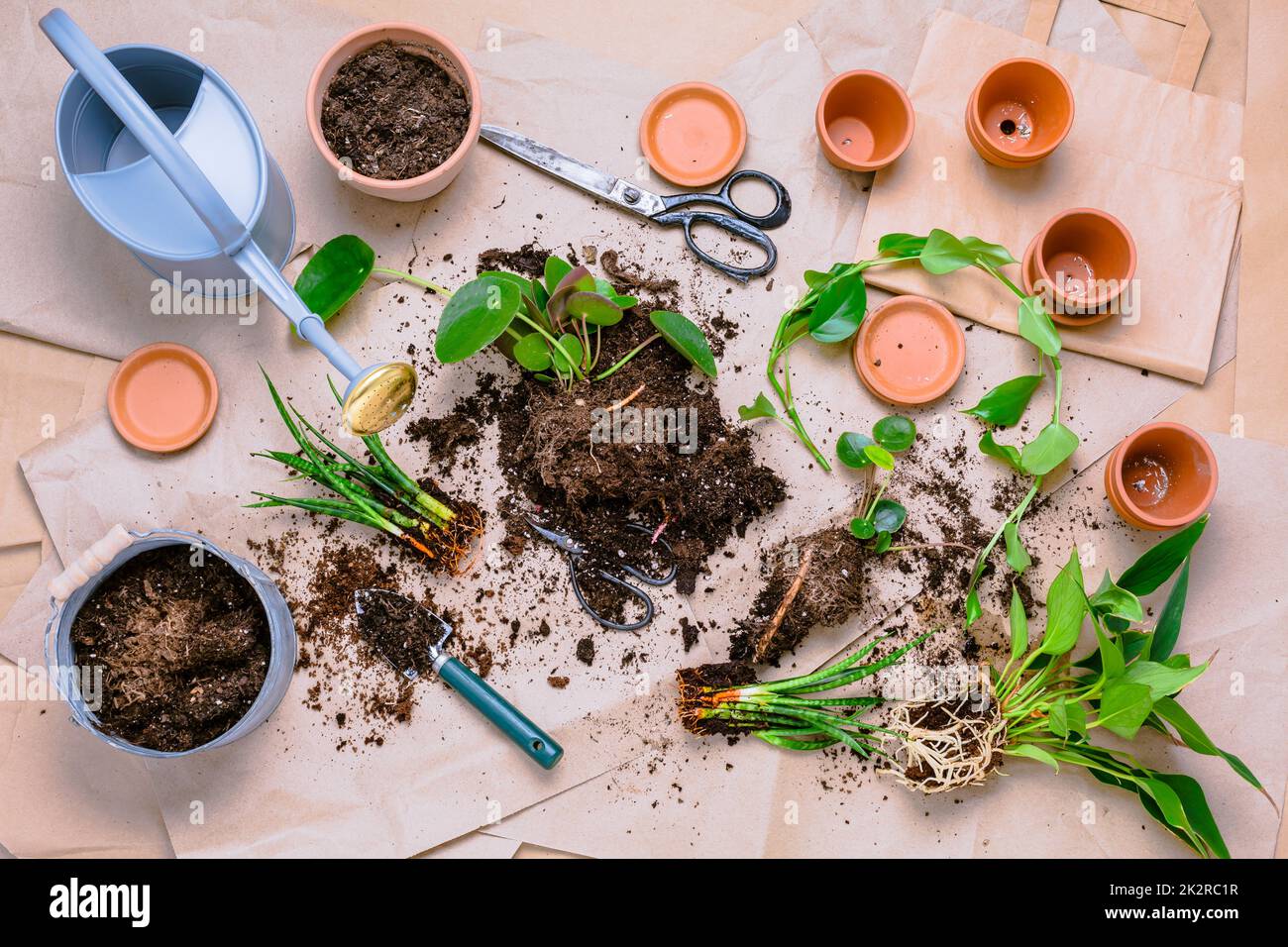 Propagazione delle piante e reimpianto casa pianta concetto con vasi da fiori, terreno e attrezzi di giardinaggio Foto Stock