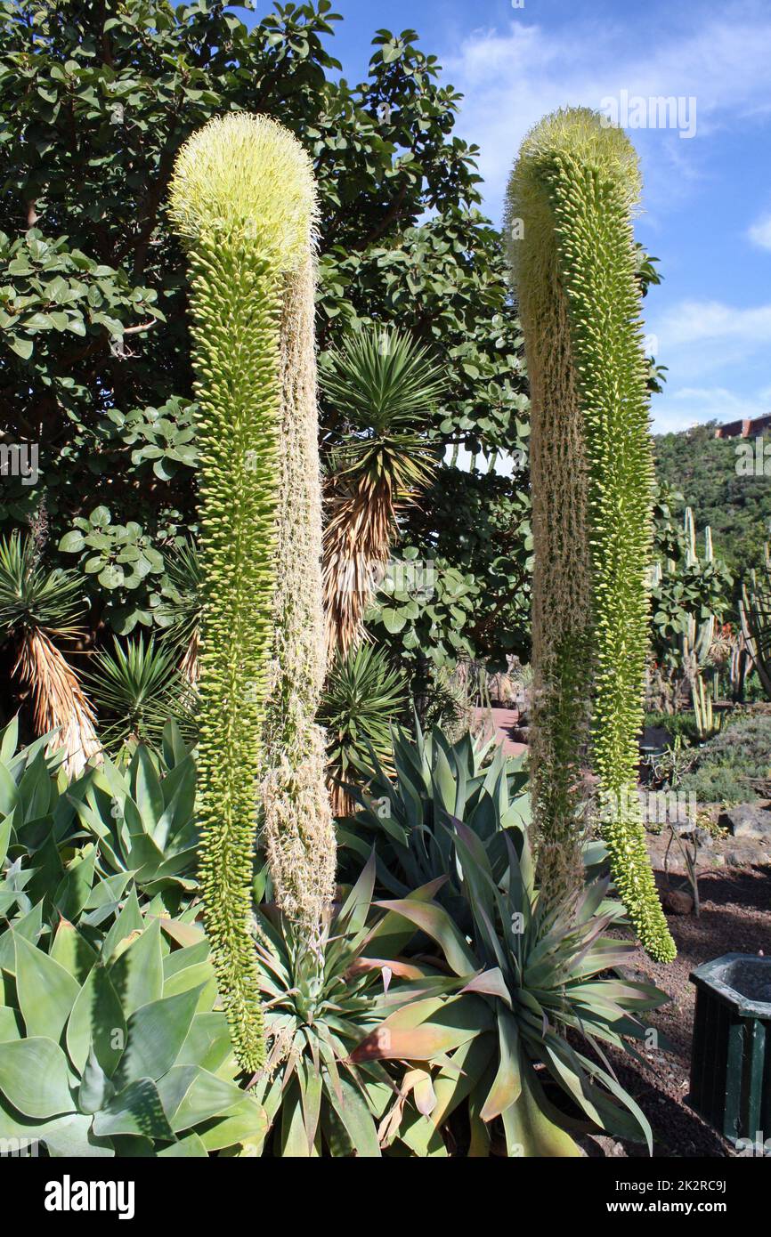 Agave attenuata Foto Stock