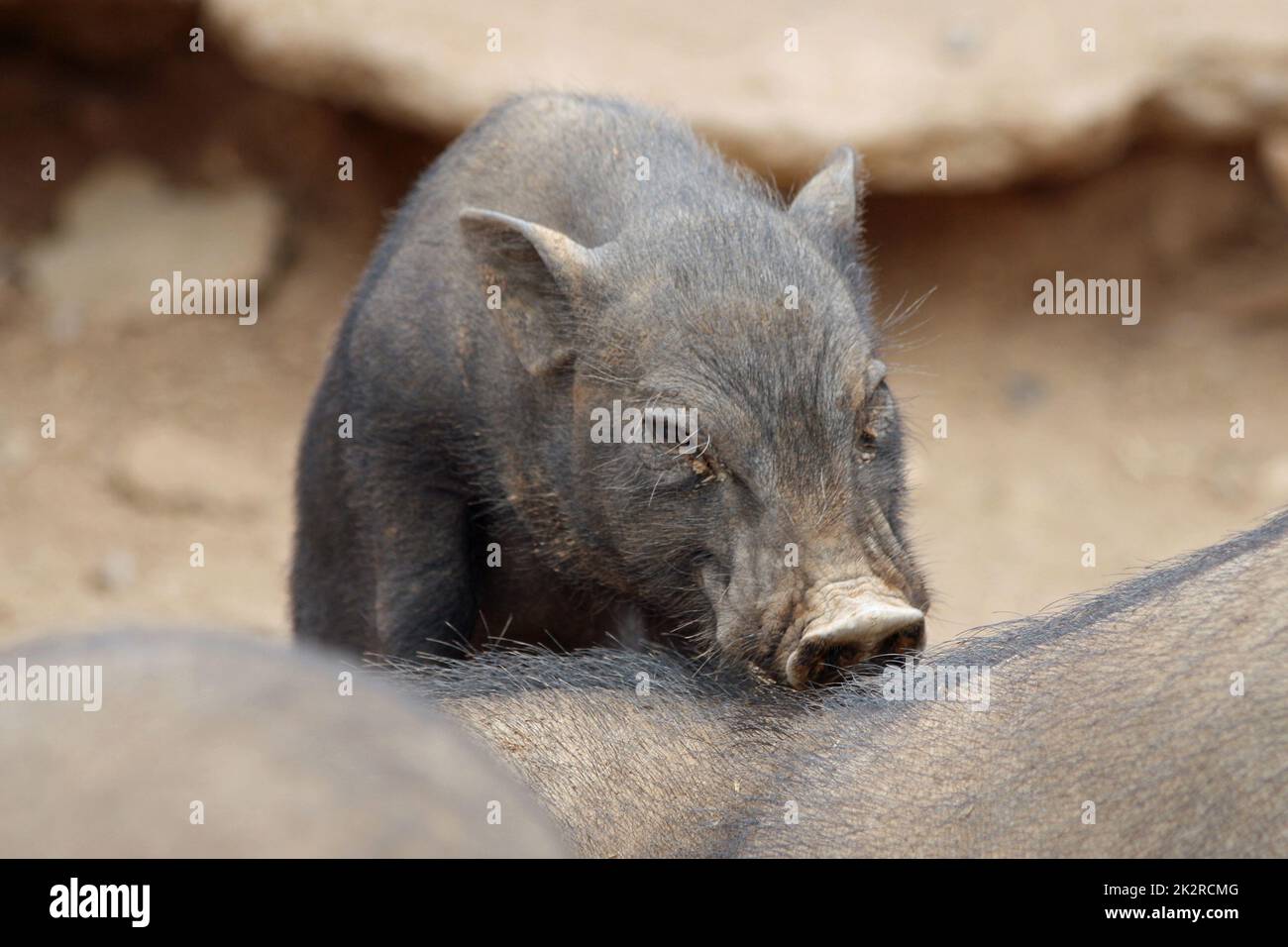 Maiale Pot bellied Foto Stock