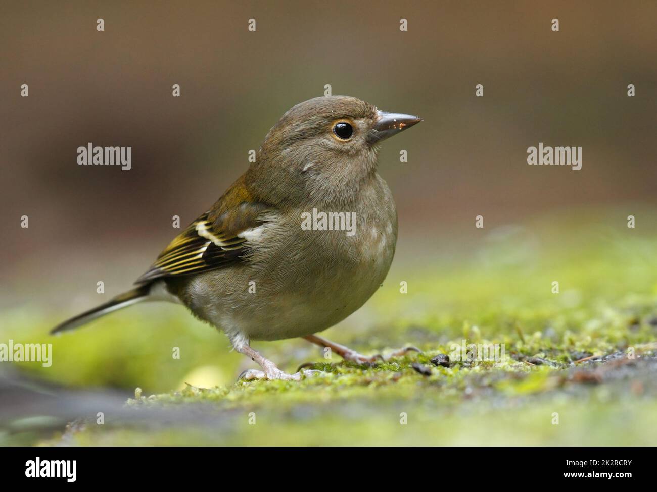 Primo piano di una femmina di chaffinch Madeiran - Fringilla coelebs maderensis - seduta sul terreno con sfondo colorato sull'isola di Madeira Foto Stock