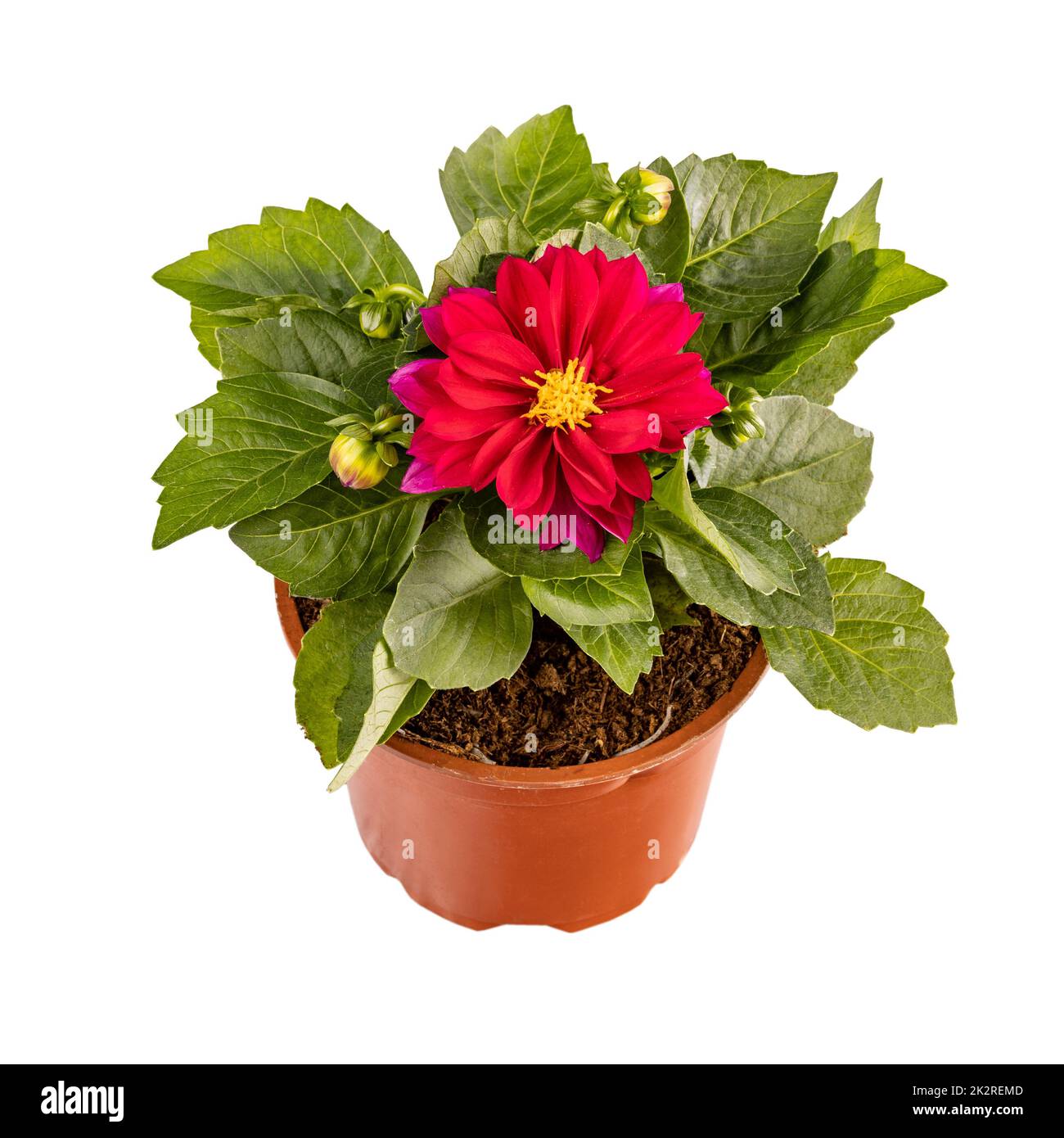 Dahlia Fiore rosso Foto Stock