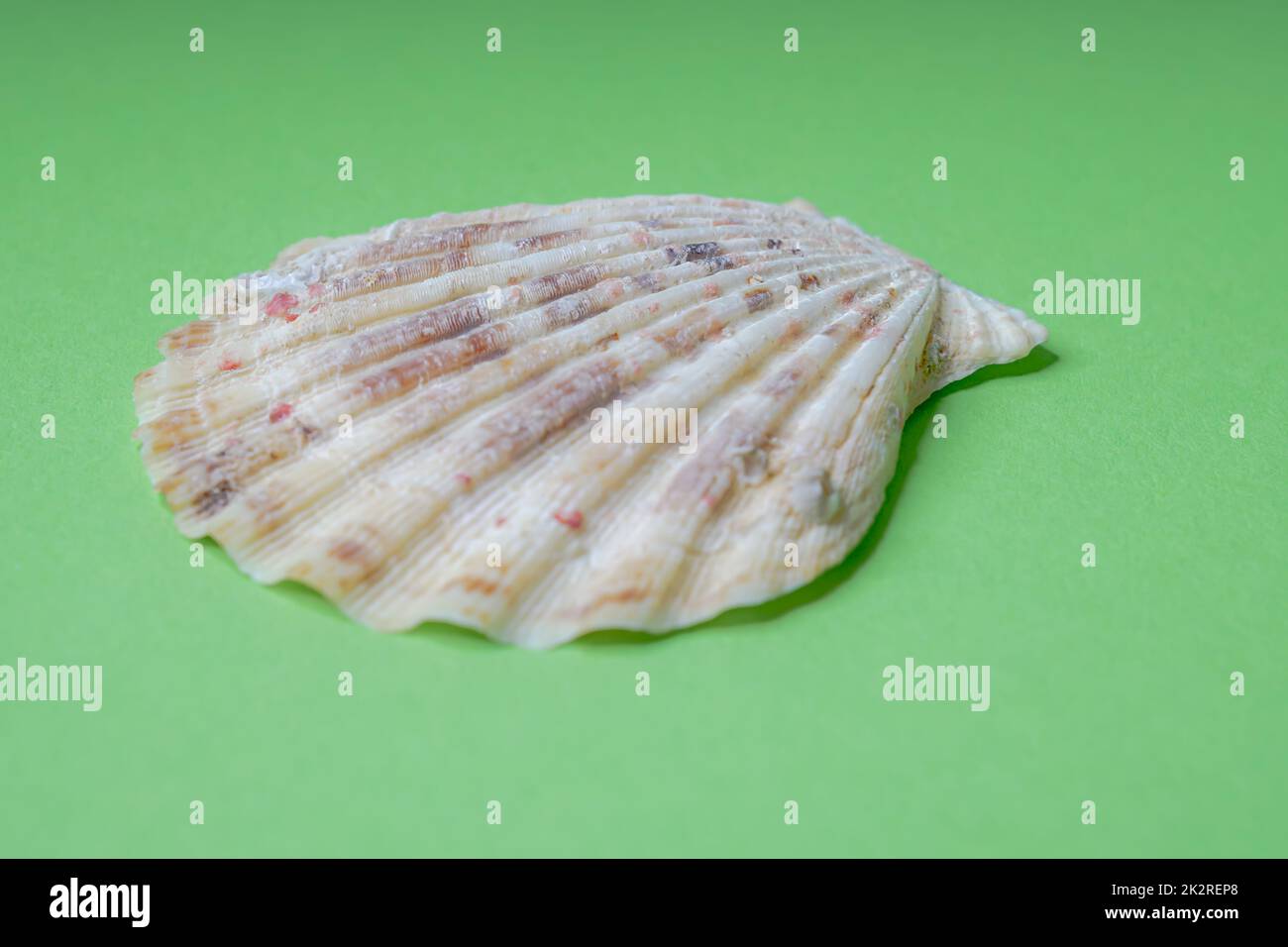 La conchiglia del capesante o del mitile pellegrino (Pecten maximus) Foto Stock