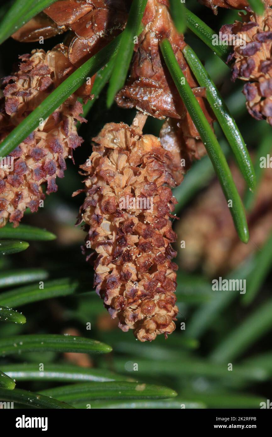 Abete rosso, Picea abies, fiore maschio Foto Stock