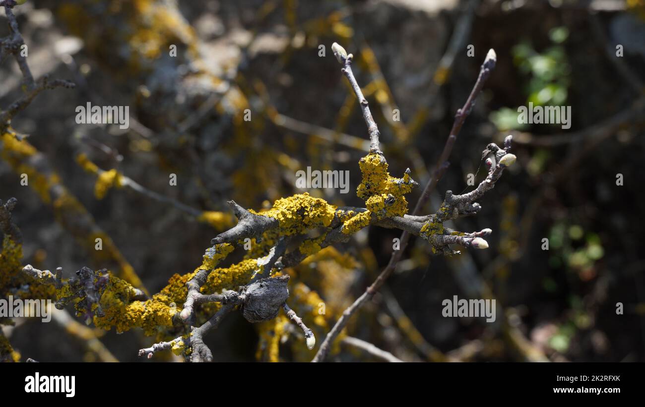 Rami di albero vecchio con muschio giallo su di esso e germogli nuovi. Foto Stock