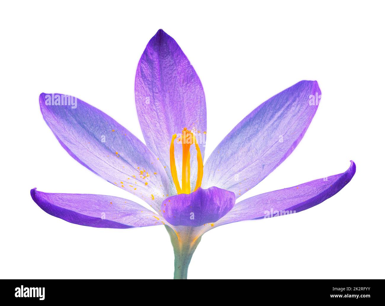 Fiore isolato di crocus purpoe Foto Stock