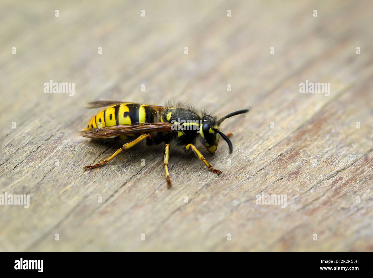Primo piano di una vespa su un pezzo di legno. Foto Stock