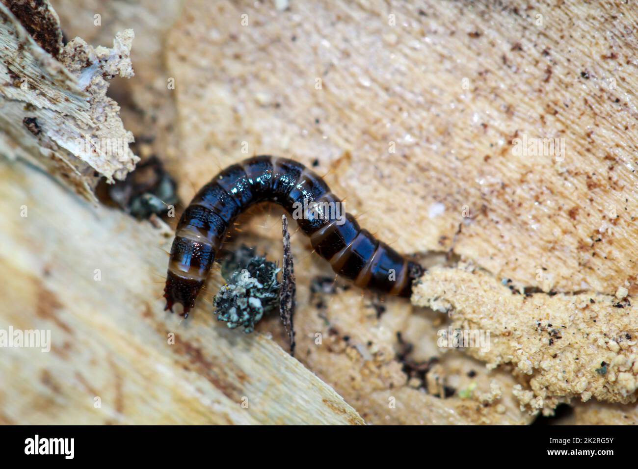 Primo piano di una larva di una lucciola, di una falena ad alette corte. Foto Stock