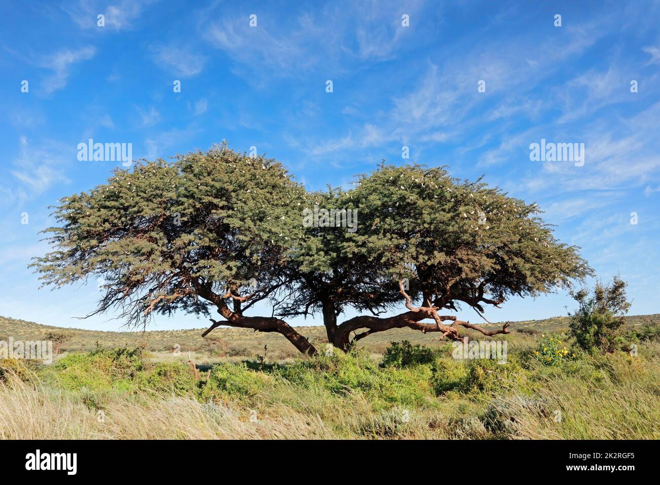 Albero di cammello-spina contro un cielo blu Foto Stock