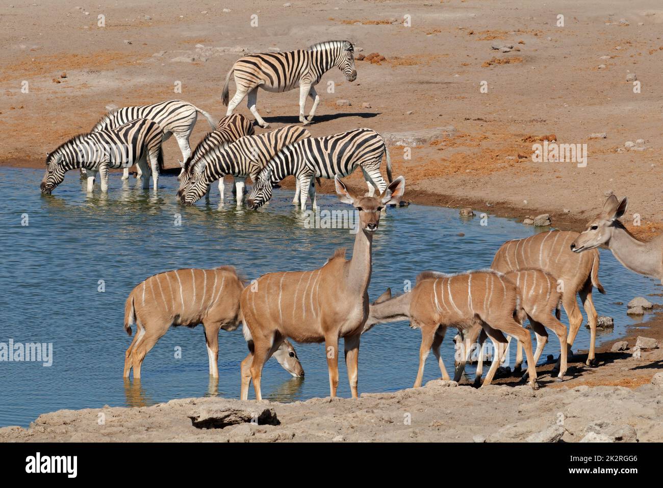 Antilopi e zebre di Kudu in una buca d'acqua di Etosha Foto Stock