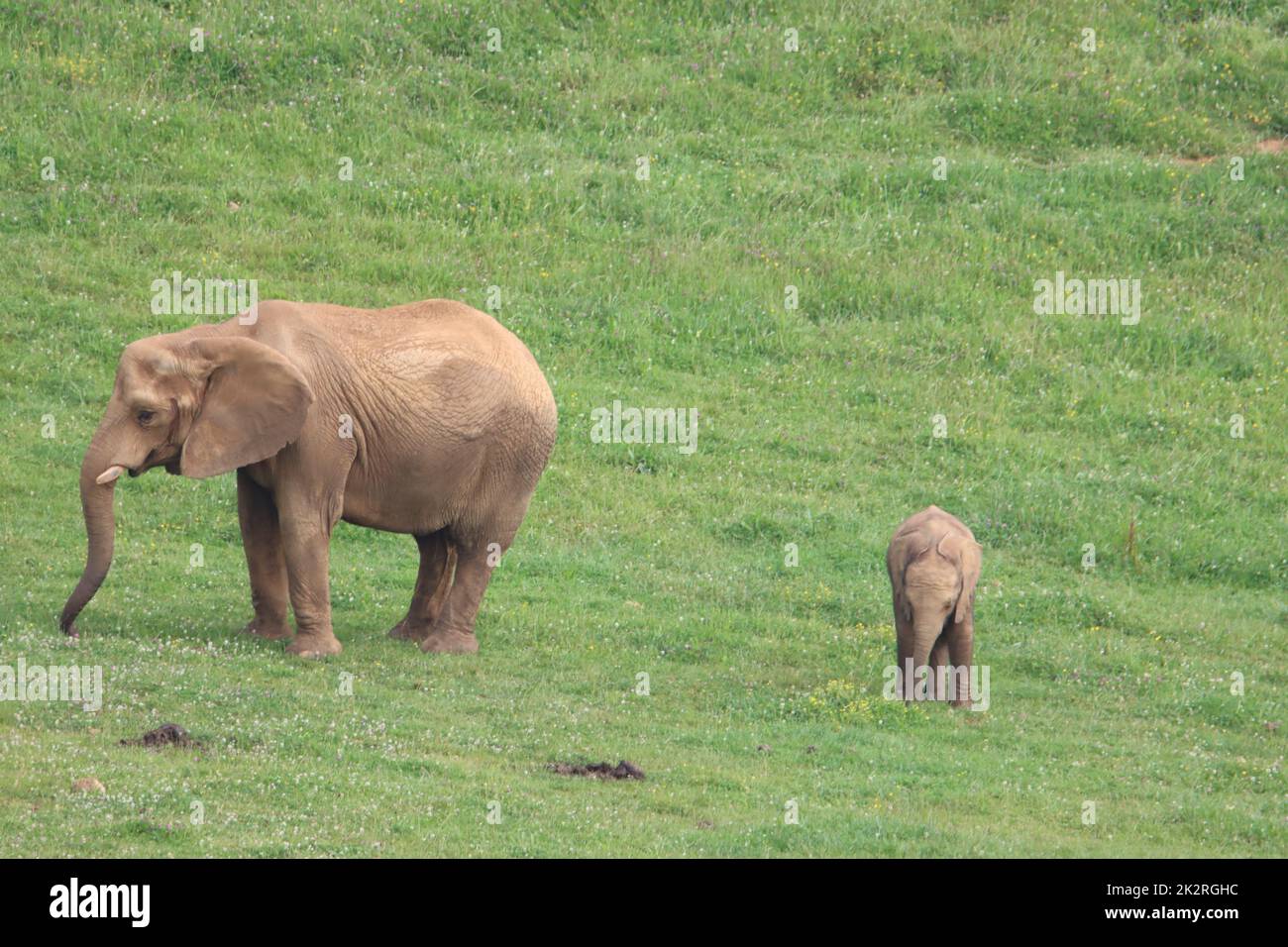 magnifici elefanti animali selvaggi enormi zecche Foto Stock