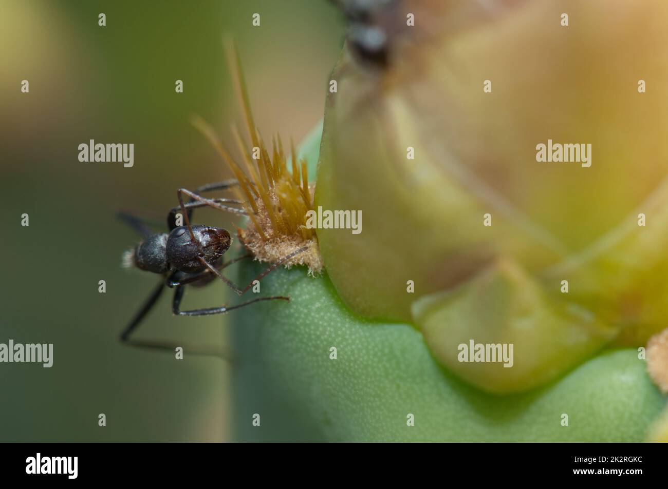 Carpentiere formica che si nutre su una pera pungente. Foto Stock