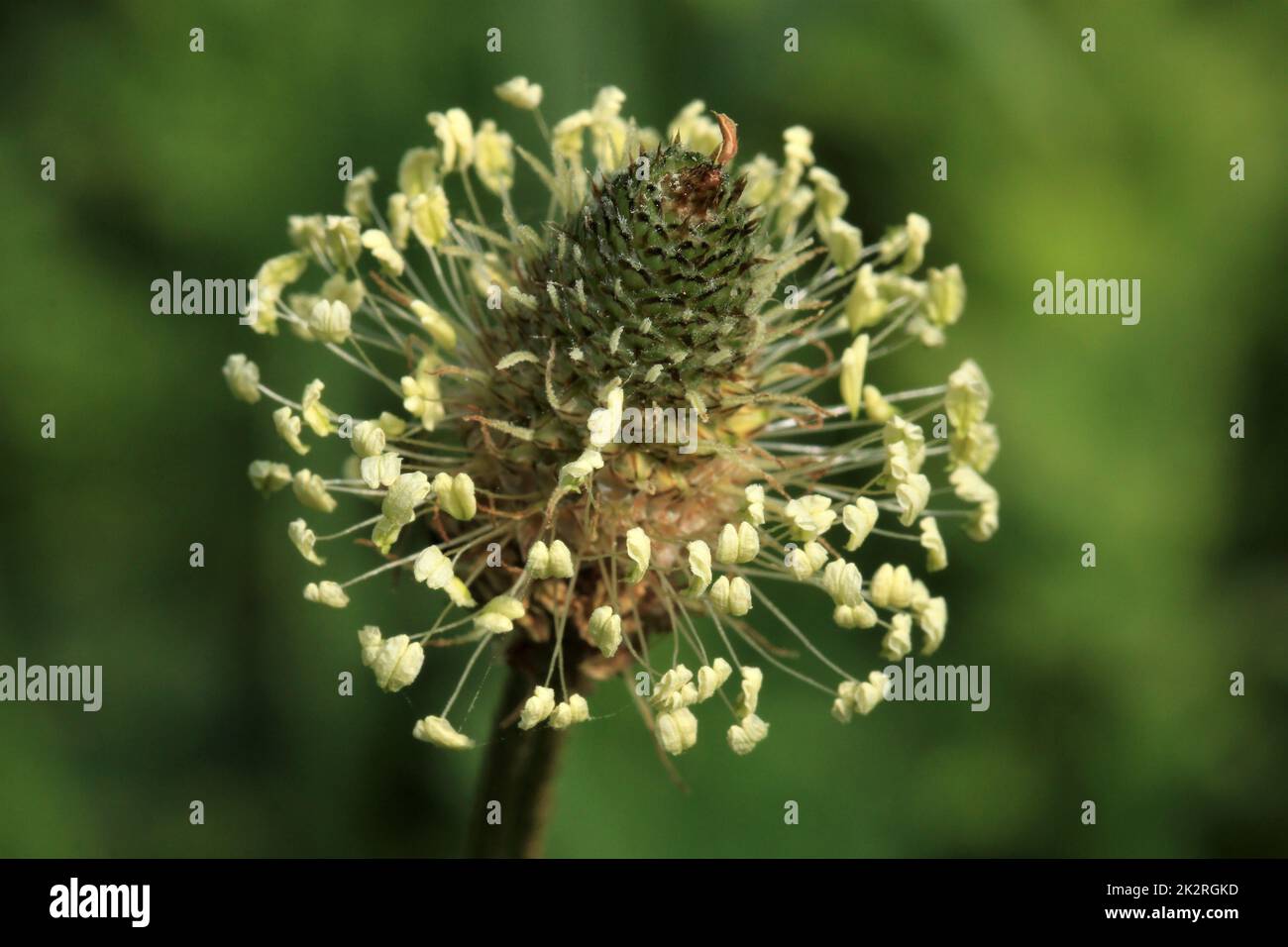 Spitzwegerich, Plantago lanceolata, Blütenstand Ribwort plantain, infiorescenza Foto Stock