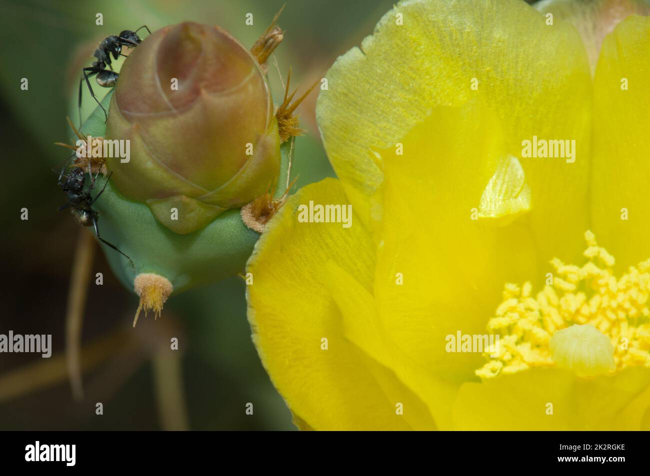 Formiche di falegname che si nutrono su un fiore chiuso di pera di fico. Foto Stock