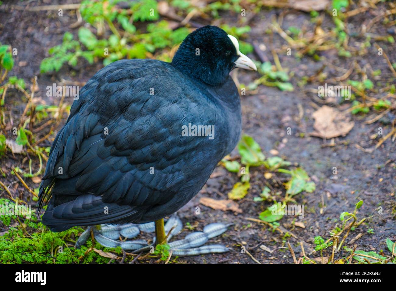 Carino anatra di St James Park Foto Stock