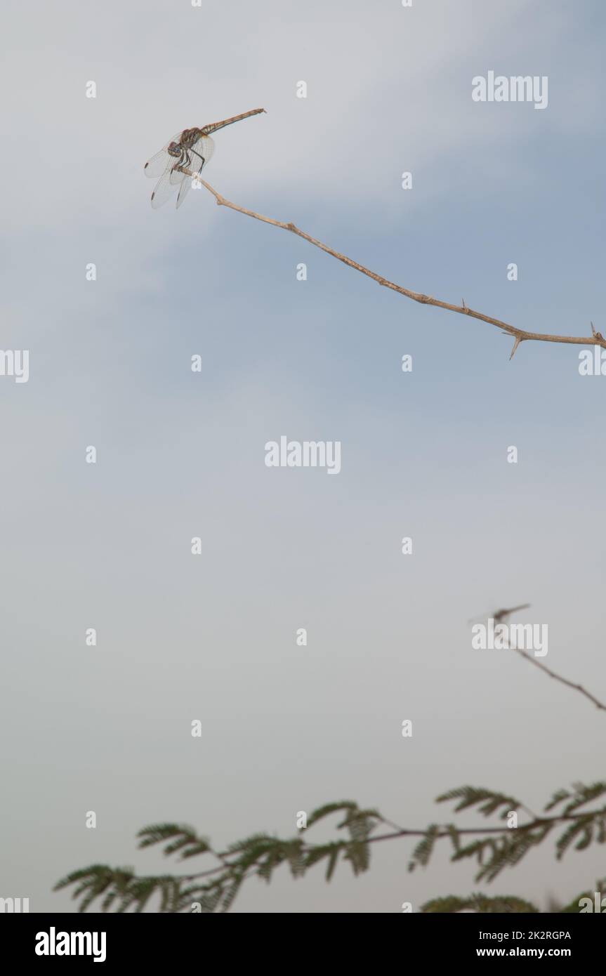 Scarlatto libellule Crocothemis eritraea su un ramo. Foto Stock