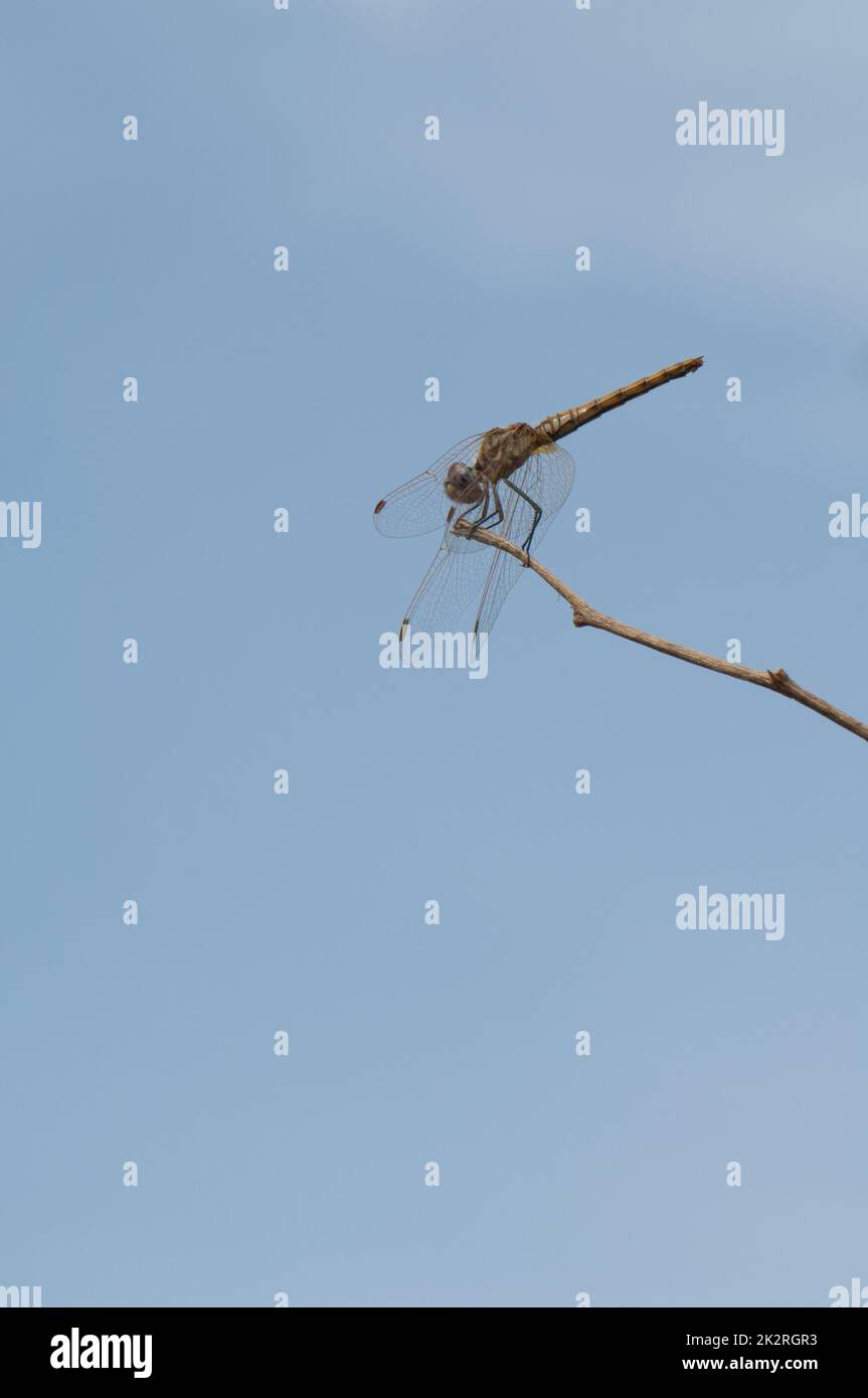 Scarlatto libellula Crocothemis eritraea su un ramo. Foto Stock
