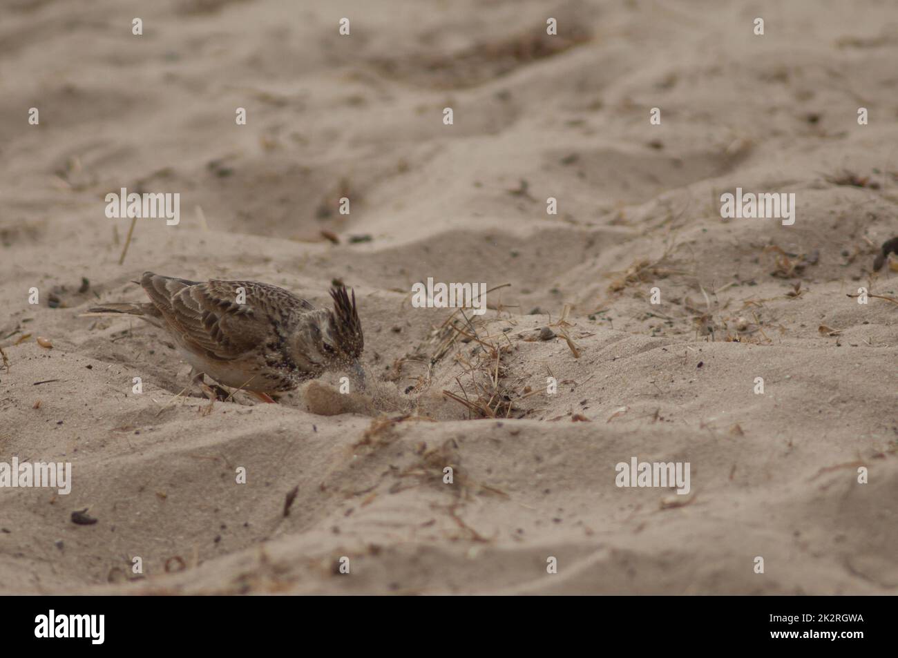 Senegal crested larice foraggio nella sabbia. Foto Stock