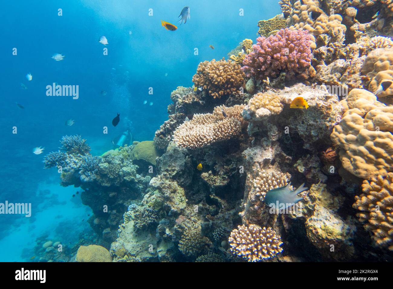 Colorata e pittoresca barriera corallina in fondo al mare tropicale, coralli duri e bolle d'aria in acqua, paesaggio subacqueo Foto Stock