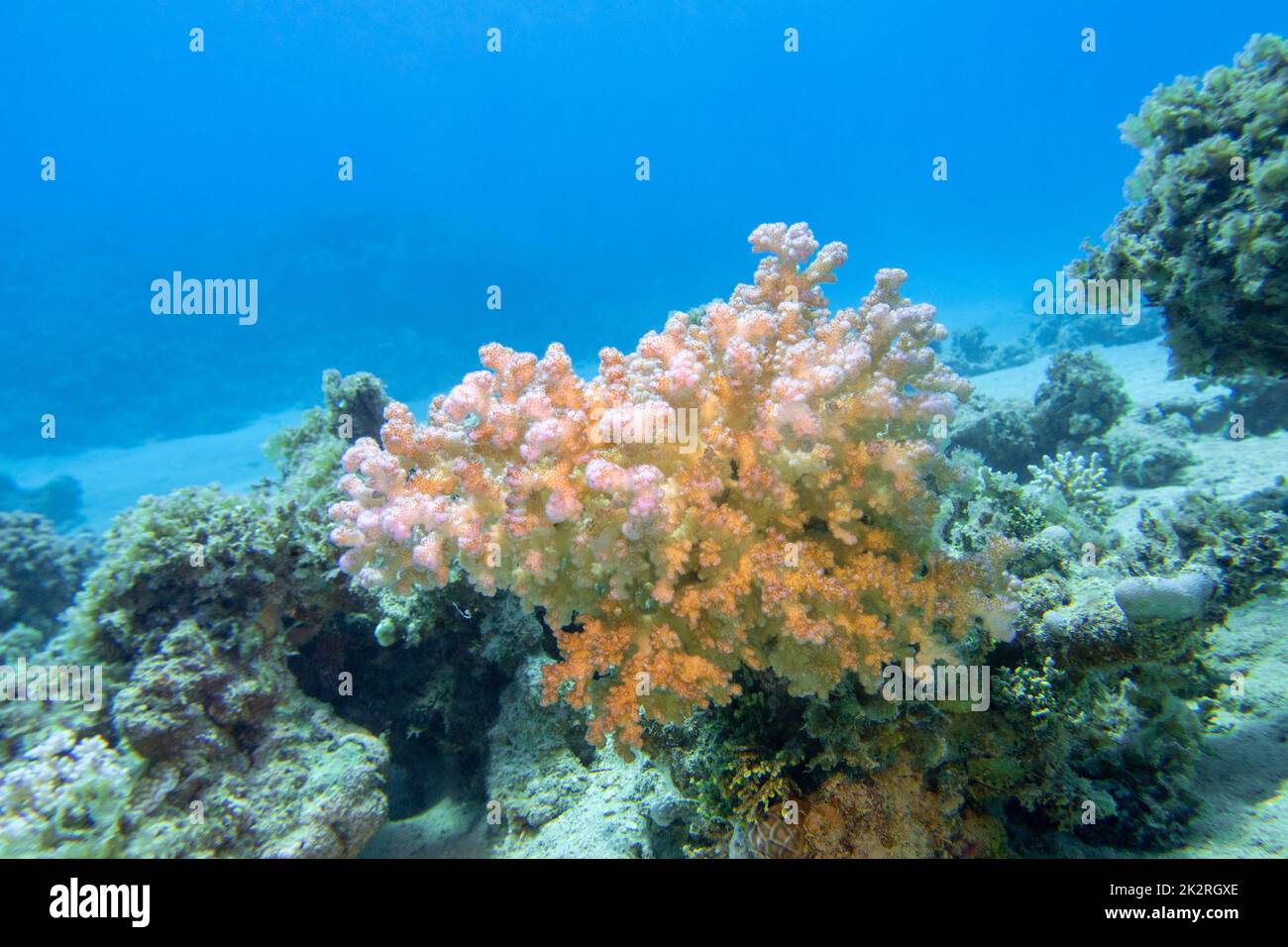Colorata e pittoresca barriera corallina in fondo al mare tropicale, Cauliflower Coral, paesaggio subacqueo Foto Stock