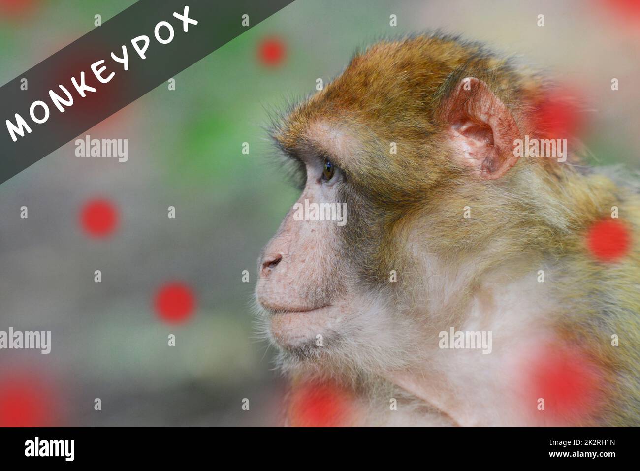Epidemia di Monkeypox, virus MPXV, diffusione di malattie infettive, scimmia malata Foto Stock
