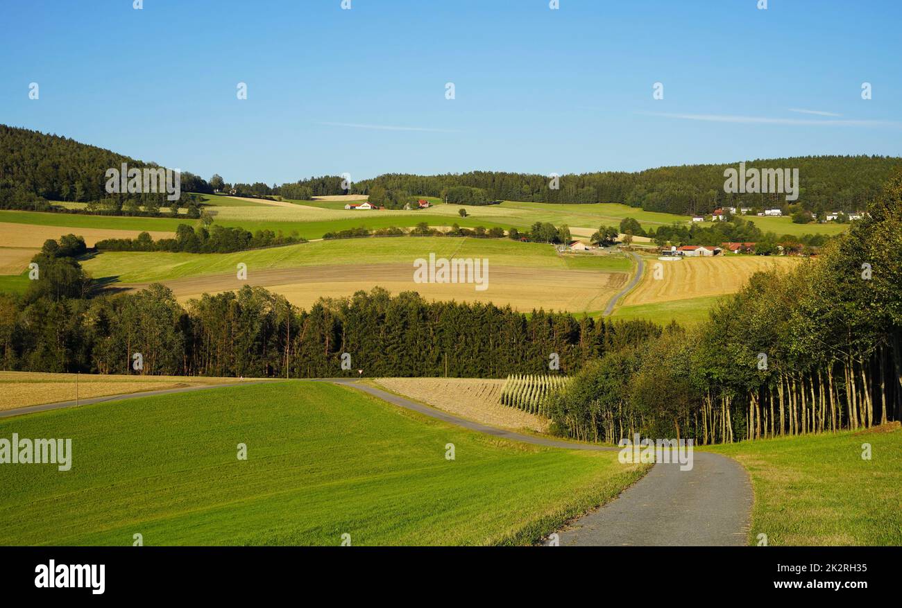 Alcuni idilliaci fattorie e case in Baviera, circondato da campi di mais e boschi. Foto Stock