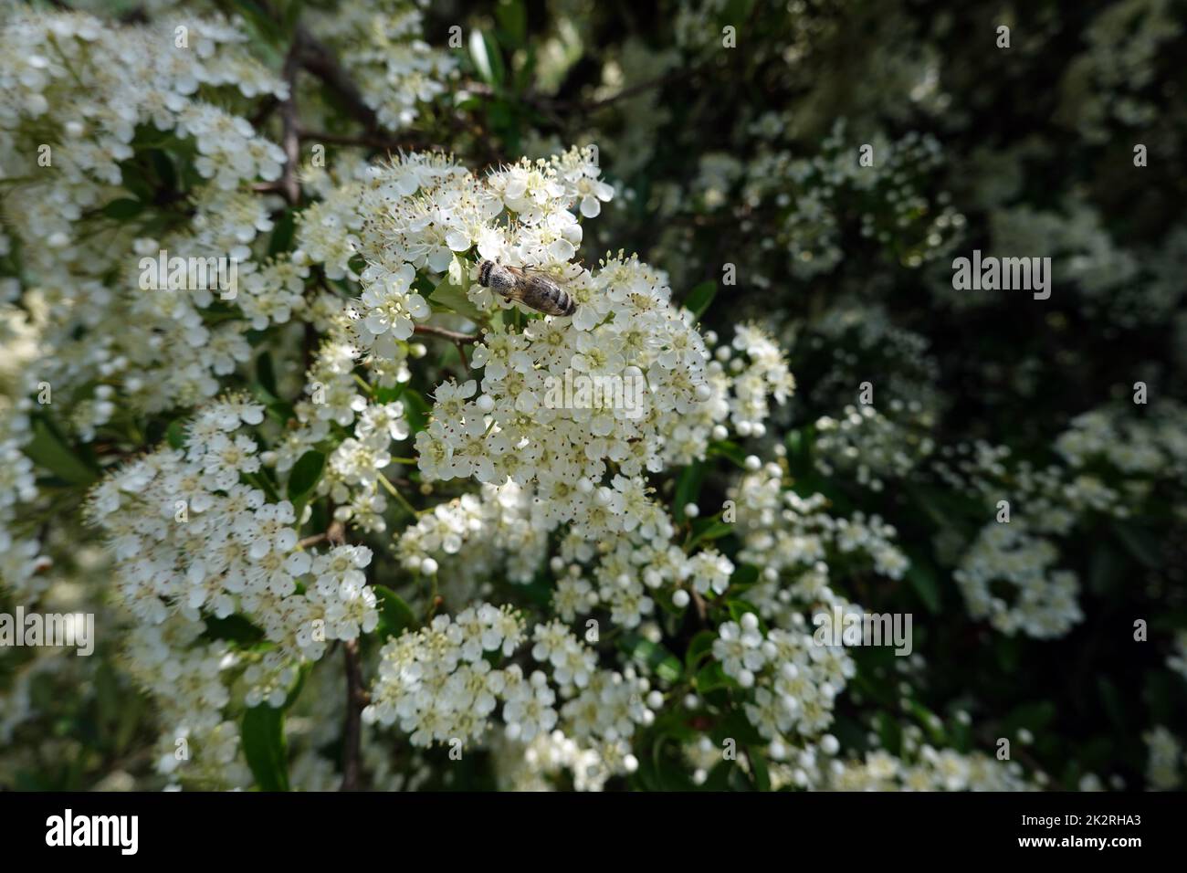 Mittelmeer- Feuerdorn (Pyracantha coccinea) - blÃ¼hender Strauch Foto Stock