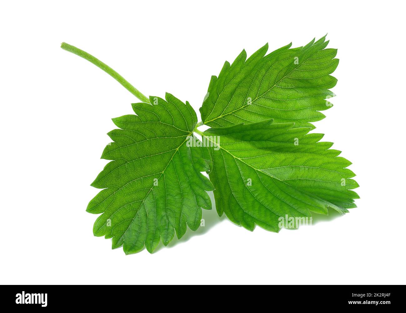 Verde foglia di fragola isolati su sfondo bianco Foto Stock