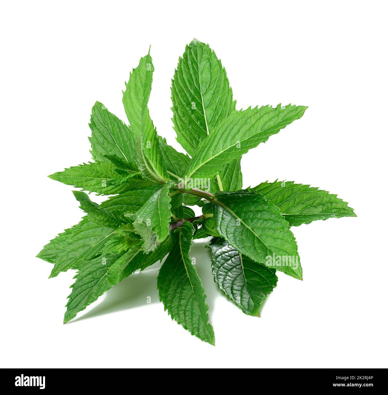rametto di menta piperita con foglie verdi su fondo bianco isolato. Spezie culinarie per bevande e cibo Foto Stock