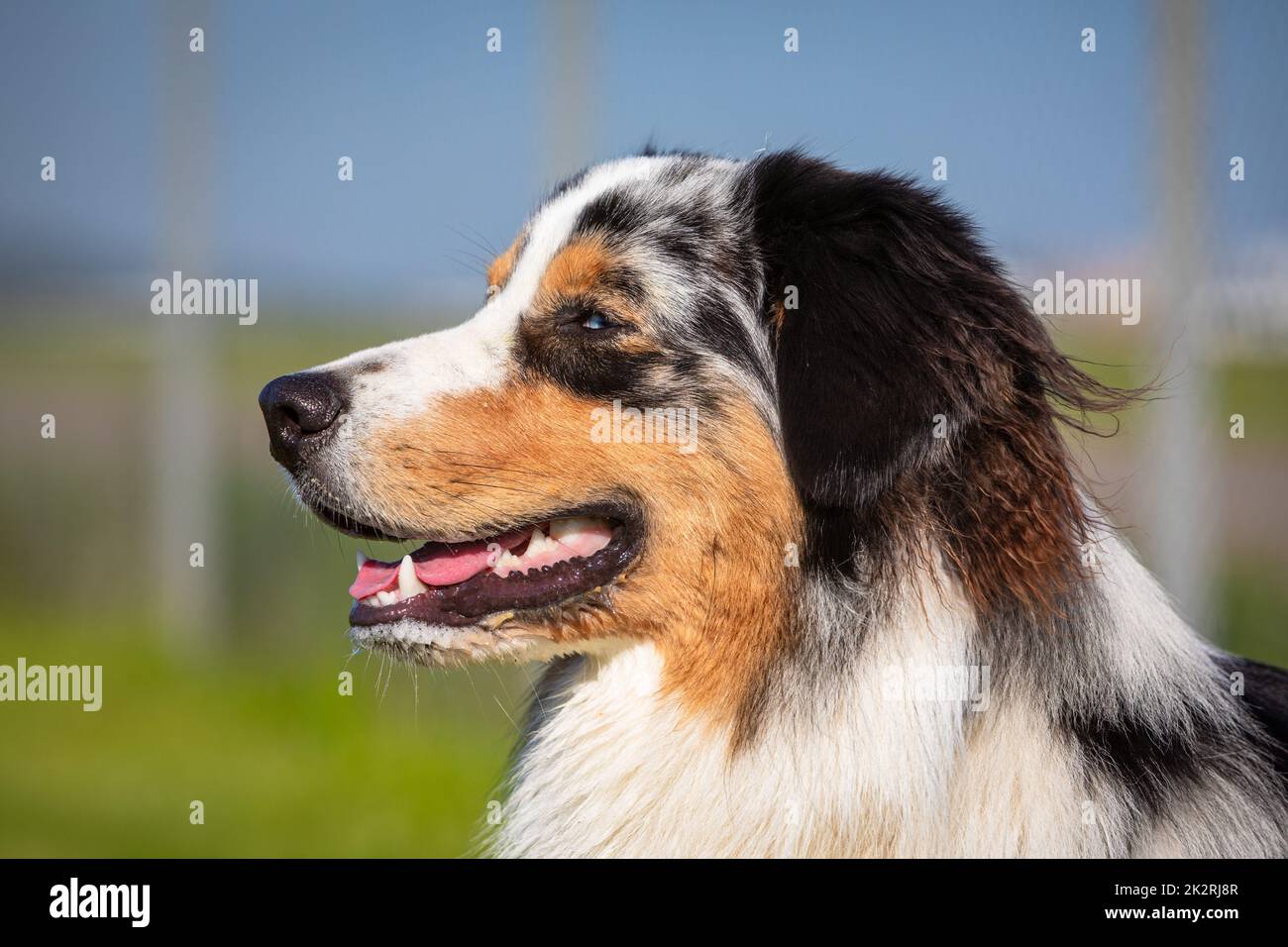 ritratto di un cane pastore australiano Foto Stock
