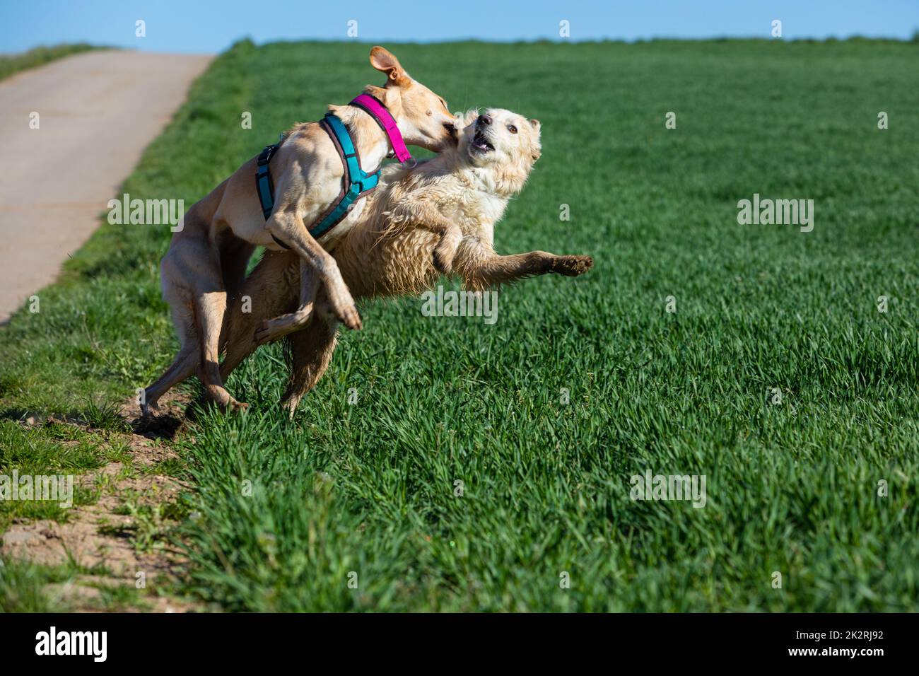 gioco approssimativo di due cani Foto Stock