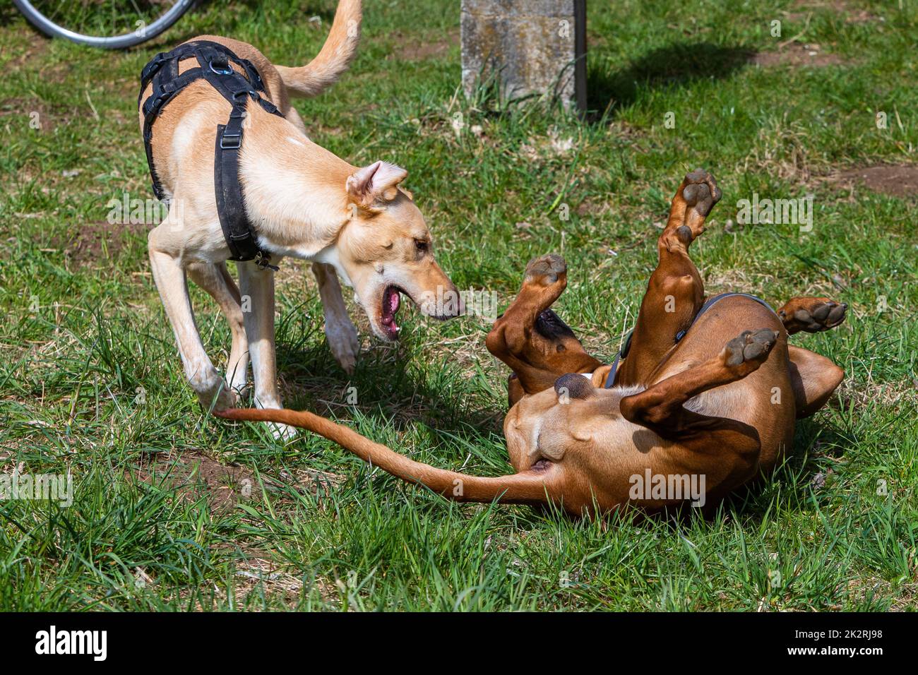 Due cani giocando insieme Foto Stock