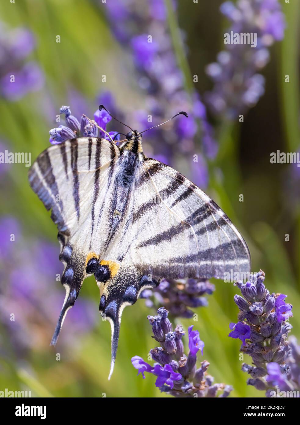 Finocchio Swallowtail sulla lavanda, Provenza, Francia Foto Stock