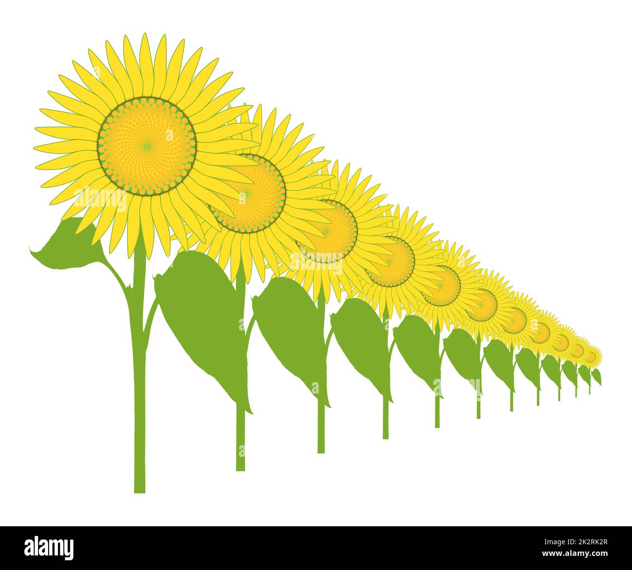 Un girasole gigante della fila Foto Stock