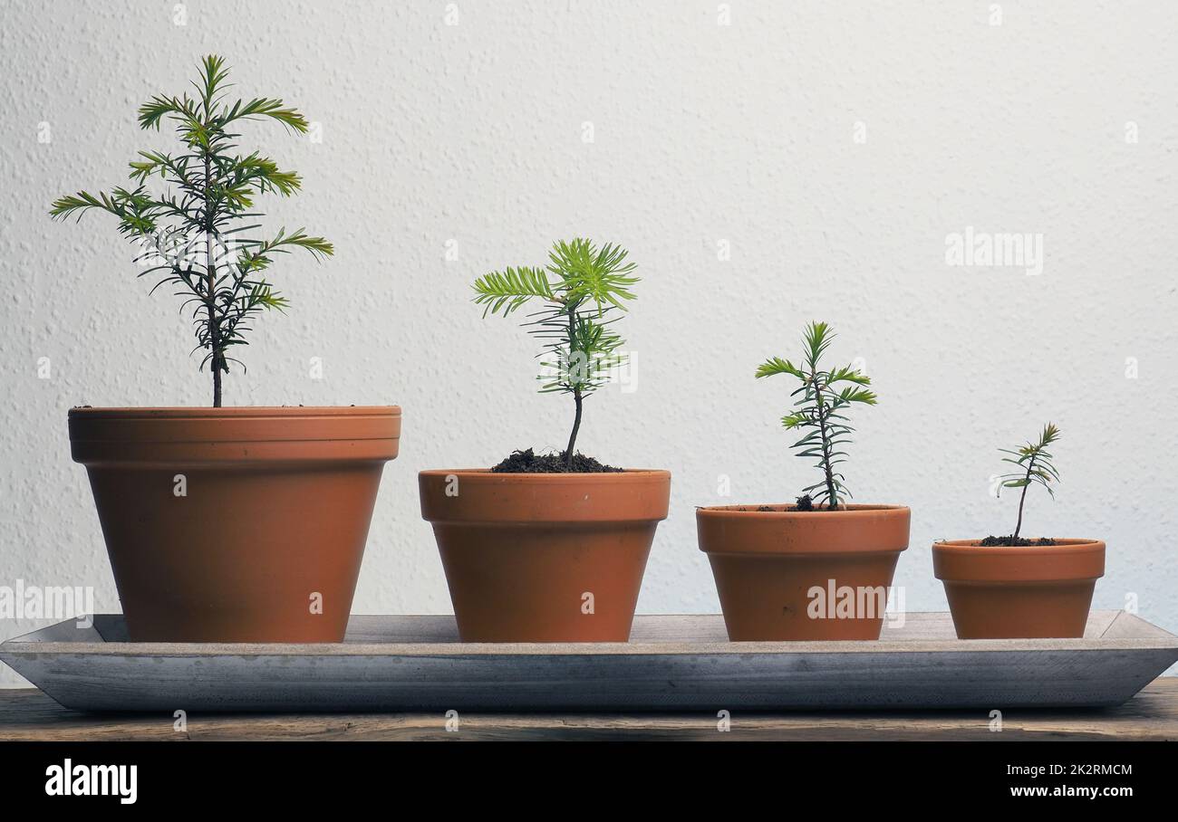 Quattro giovani primi in vaso in una fila, concetto di conservazione, crescita, produzione di ossigeno, gestione forestale Foto Stock