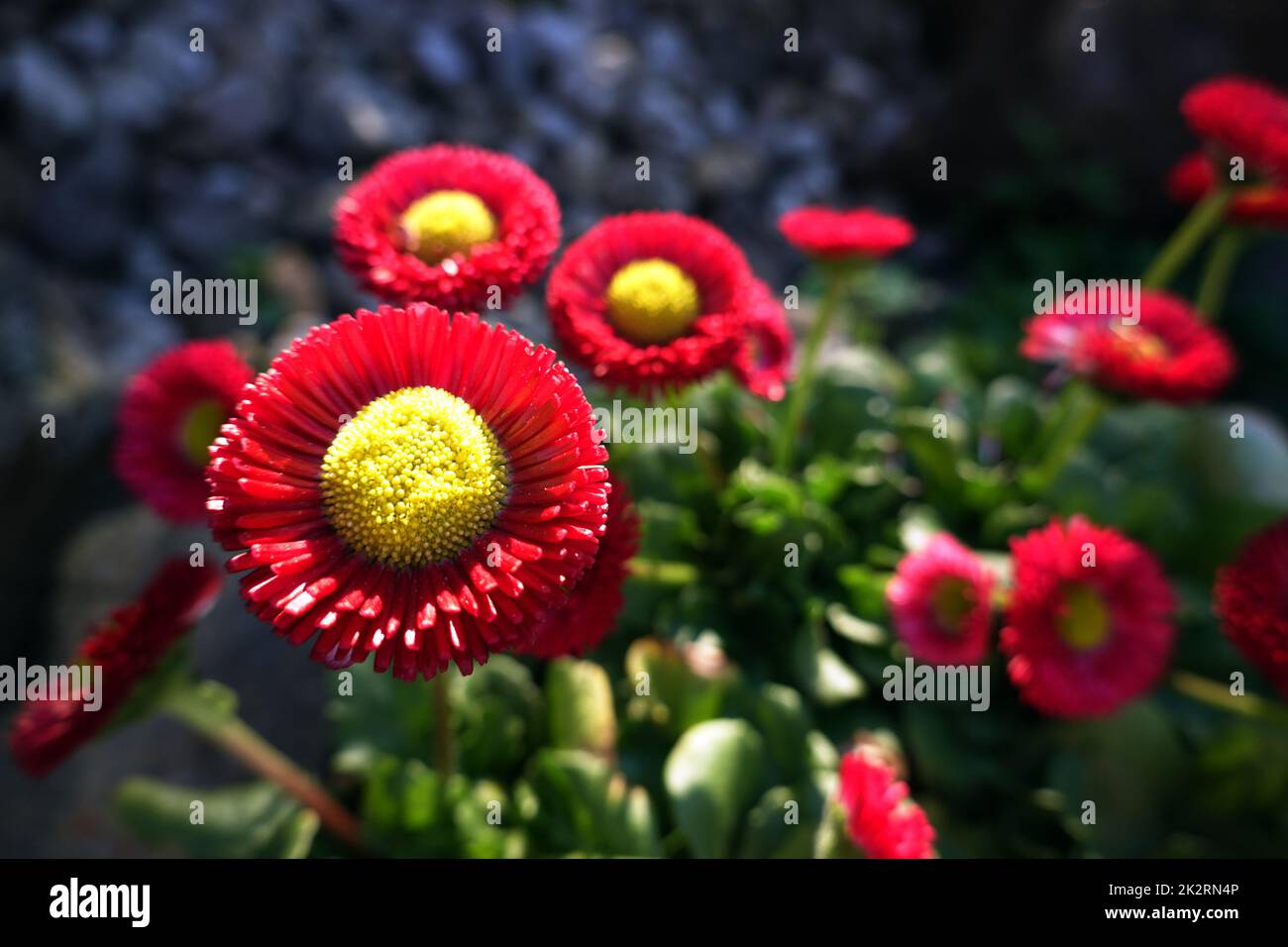 GÃ¤nseblÃ¼mchen, Massliebchen, TausendschÃ¶n (Bellis perennis) Foto Stock